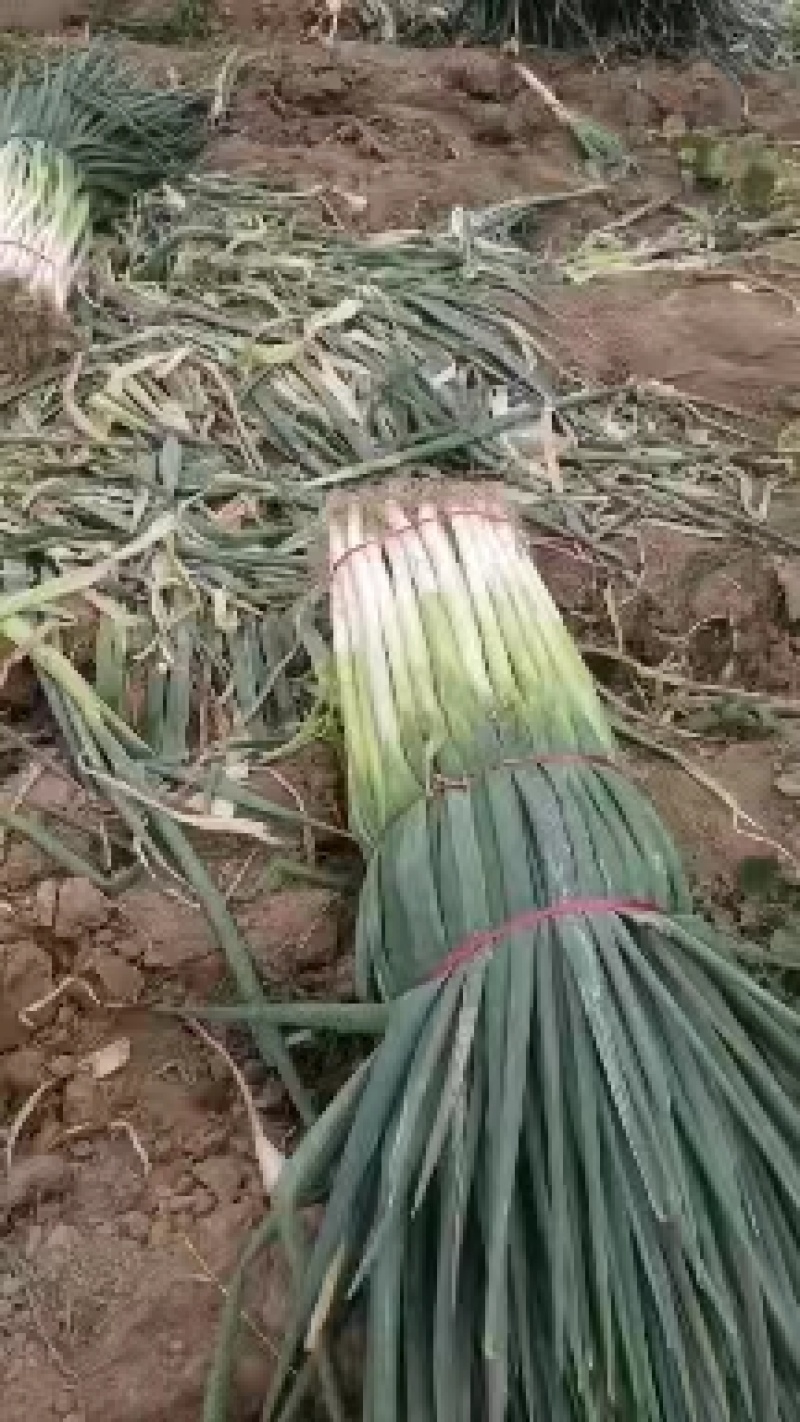 山东大葱长白大葱，产地发货，质量保证，欢迎来电咨询
