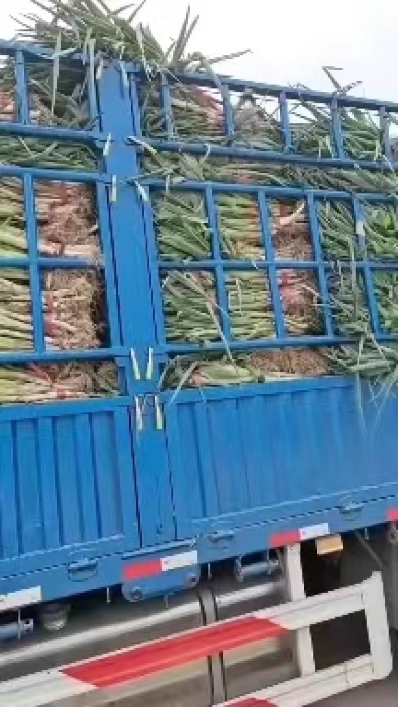 山东大葱长白大葱，产地发货，质量保证，欢迎来电咨询