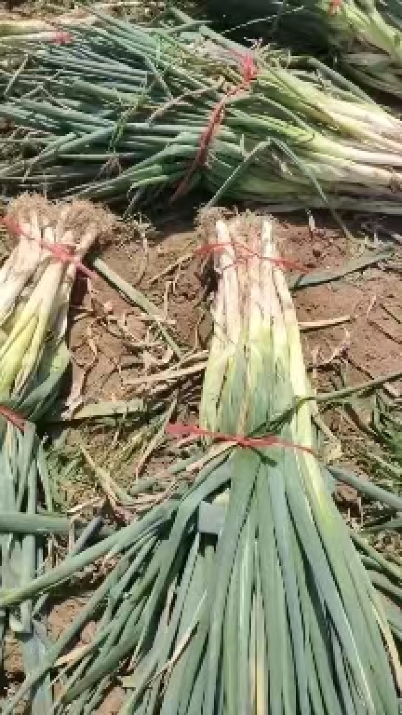 山东大葱长白大葱，产地发货，质量保证，欢迎来电咨询