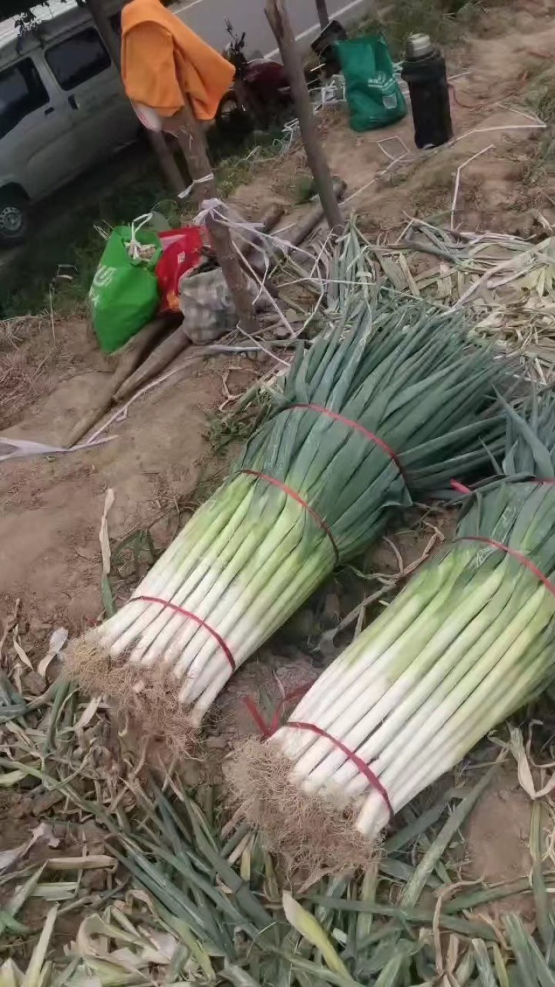 山东大葱长白大葱，产地发货，质量保证，欢迎来电咨询