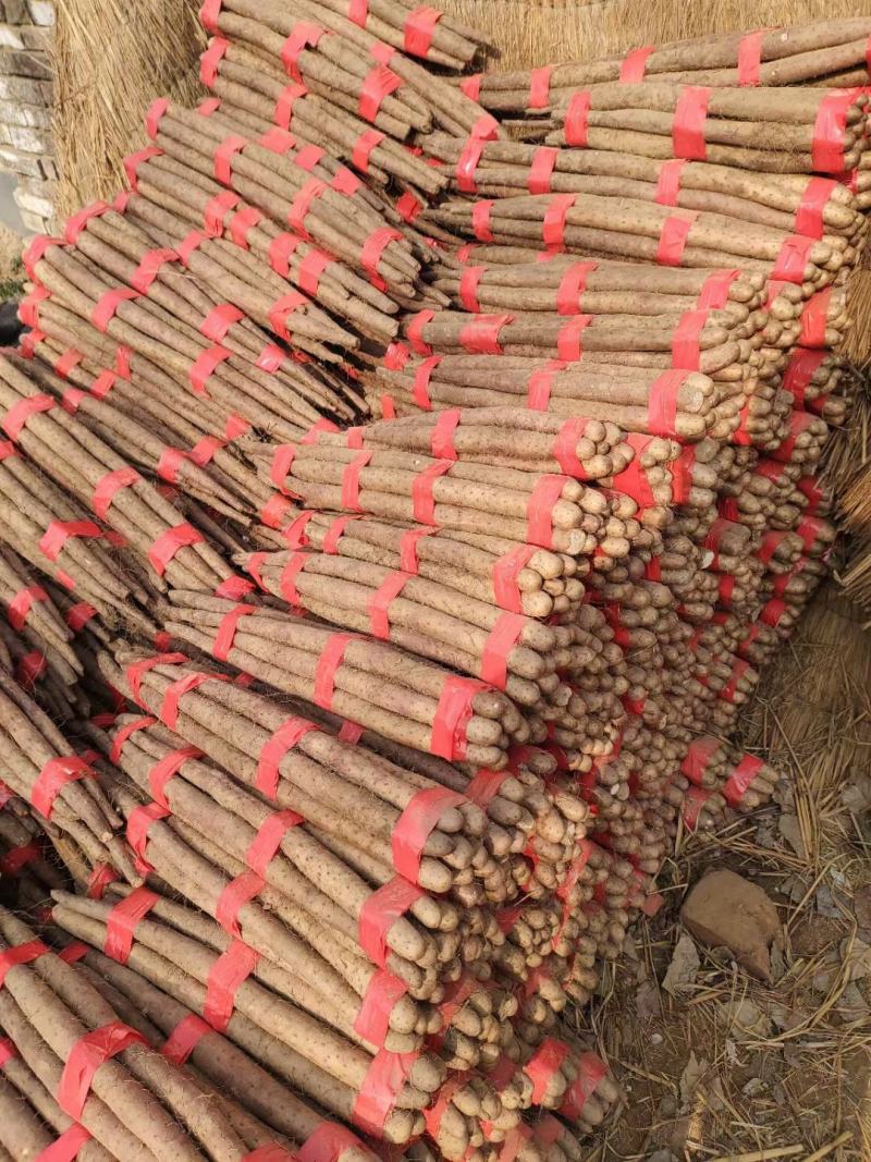 【双棒山药】山东菏泽山药产地供应品质保证价格美丽