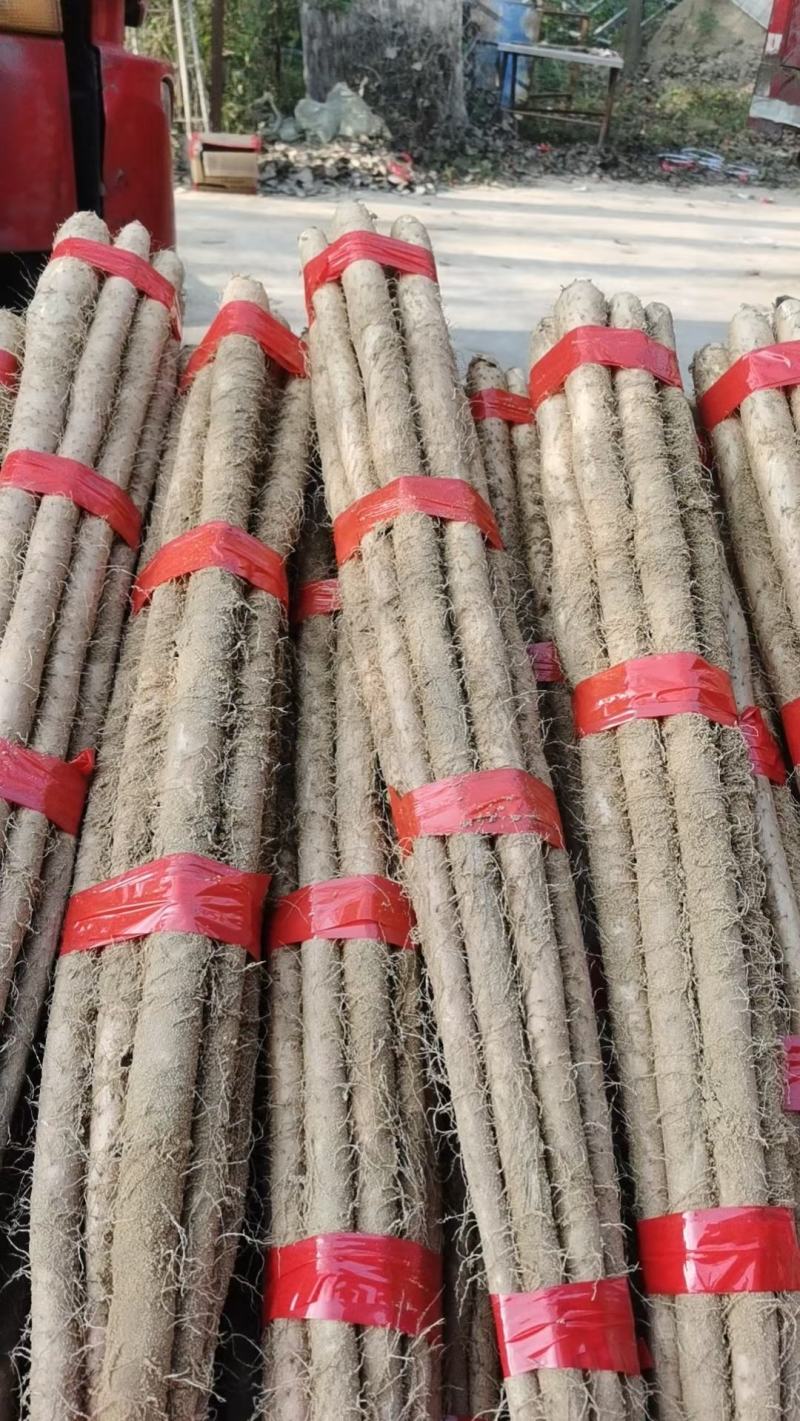 【双棒山药】山东菏泽山药产地供应品质保证价格美丽