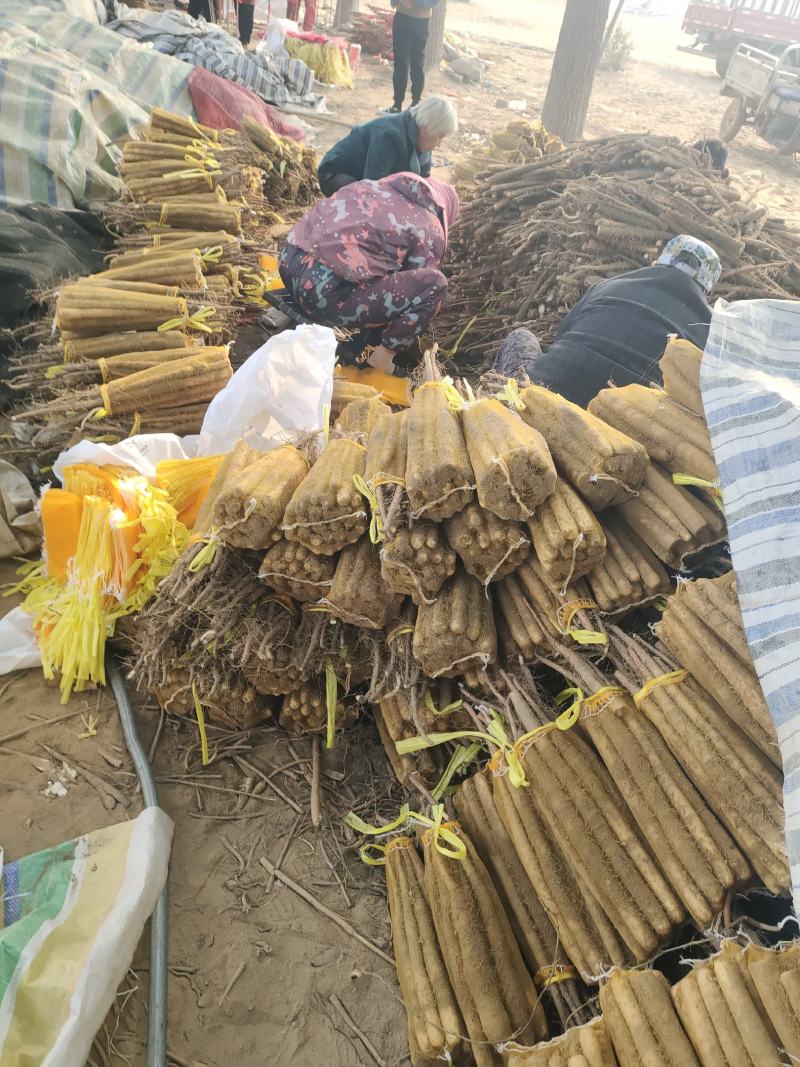 【双棒山药】山东菏泽山药产地供应品质保证价格美丽