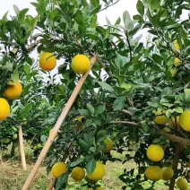 信丰县赣南脐橙