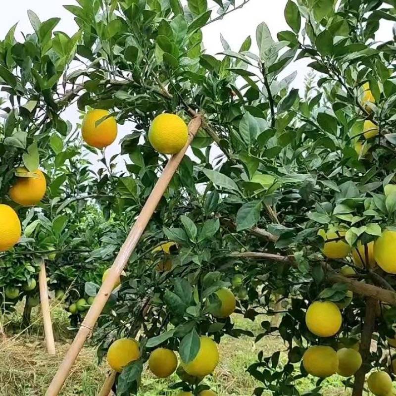 信丰县赣南脐橙