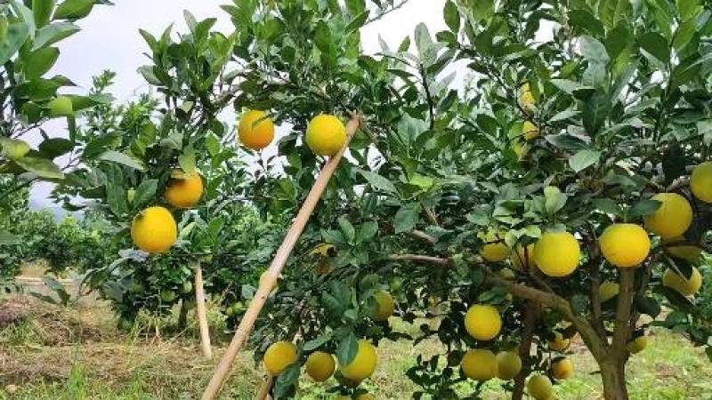 信丰县赣南脐橙