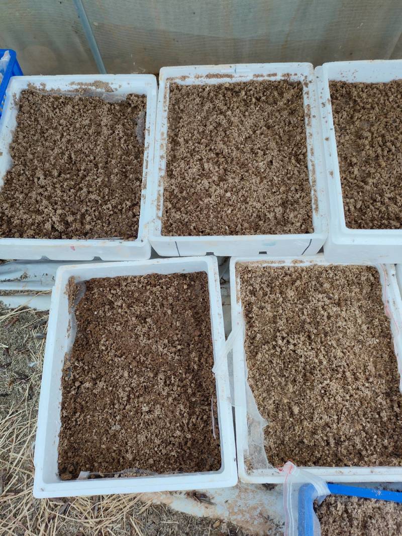 蚂蚱卵长年有货，下单的朋友，本人教孵化，欢迎咨询下单
