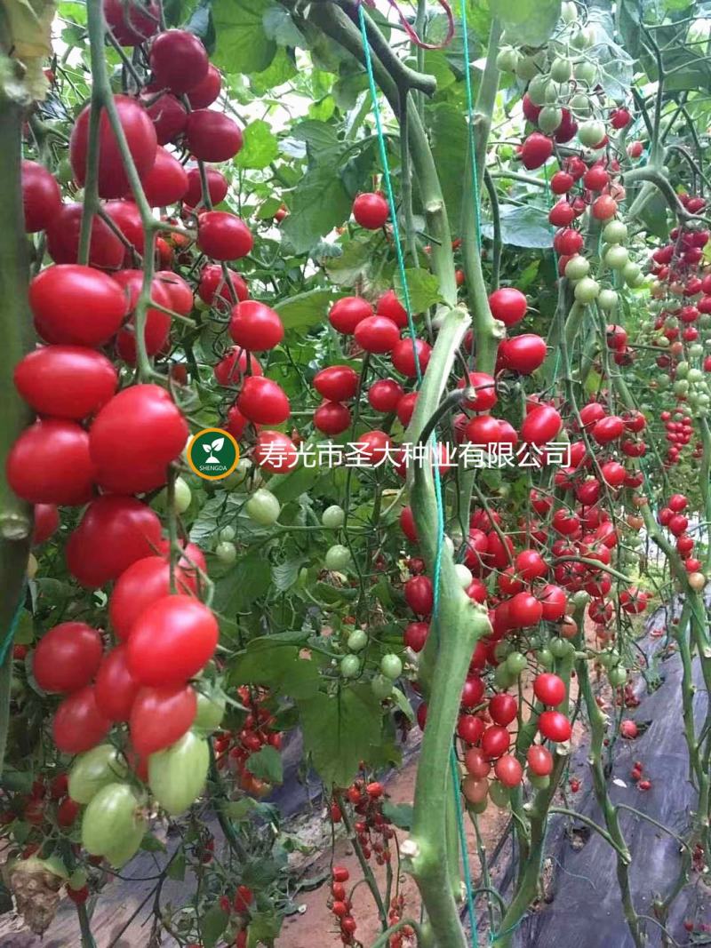 圣女果种子千禧圣女果种子粉色小樱桃番茄种子小西红柿种子
