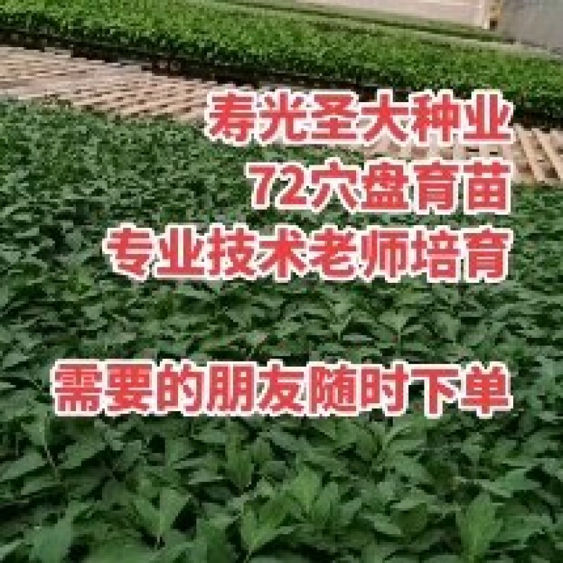 圣女果种子千禧圣女果种子粉色小樱桃番茄种子小西红柿种子
