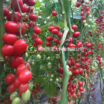 圣女果种子千禧圣女果种子粉色小樱桃番茄种子小西红柿种子