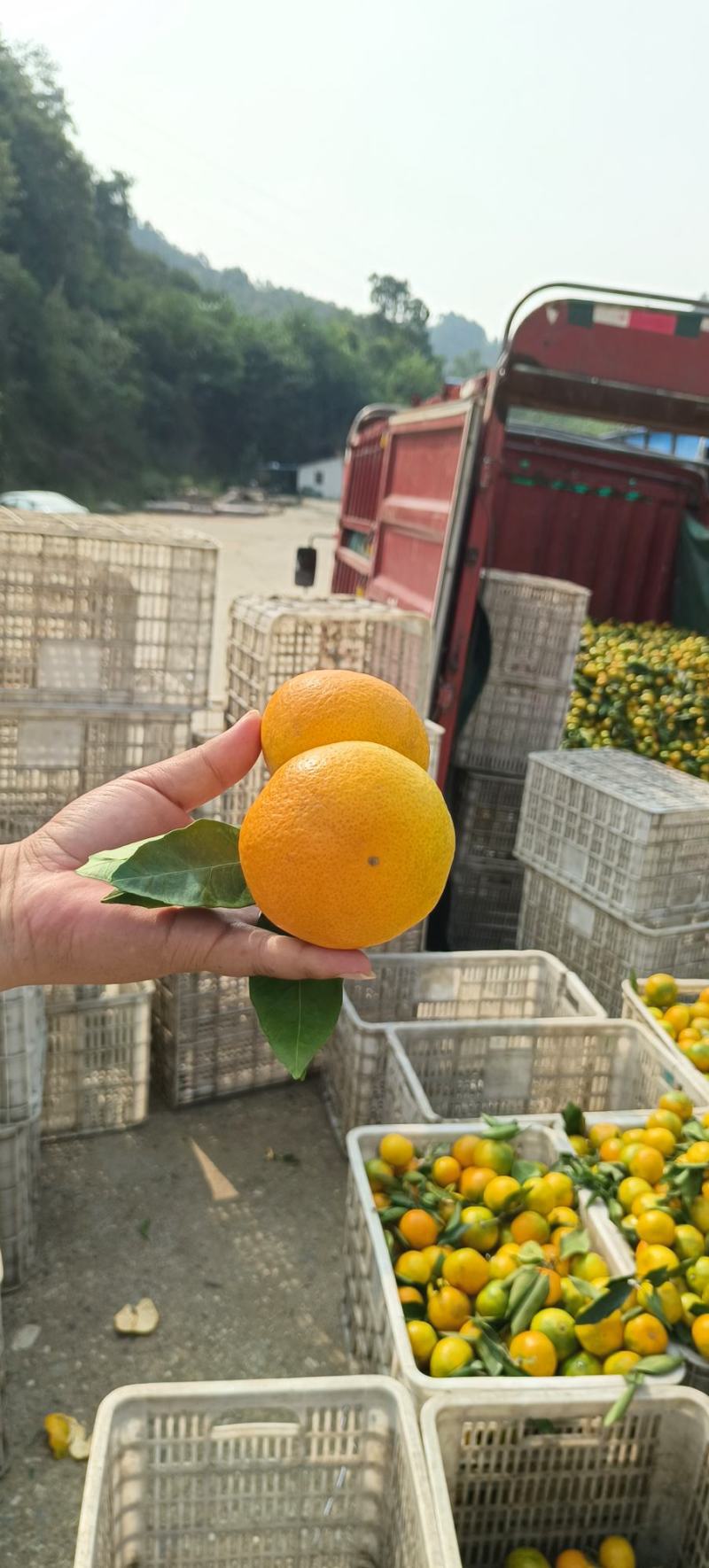高山蜜橘.皮薄肉嫩九分甜一分酸.黄度百分之八十以上