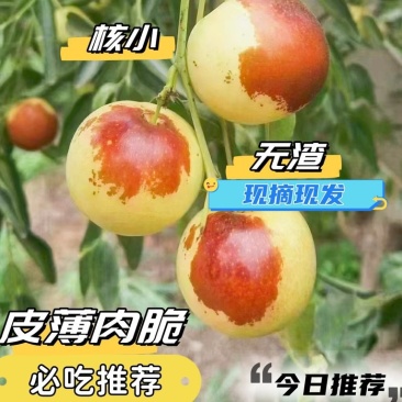 果园直发沾化冬枣新鲜薄脆净果5斤坏果包赔