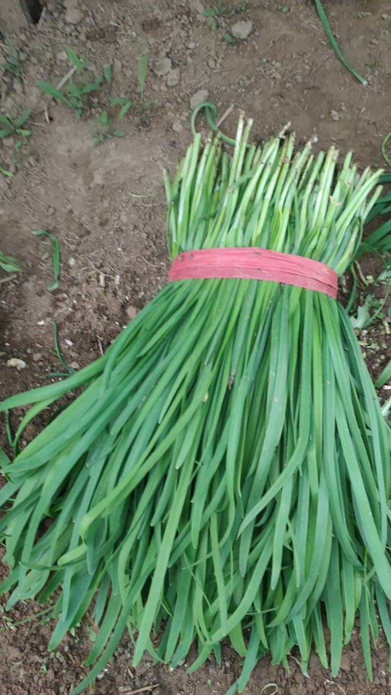 韭菜大量上市