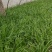 韭菜大量上市