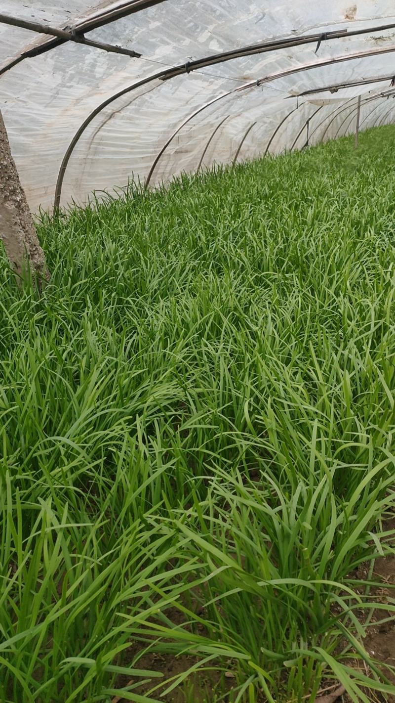 韭菜大量上市