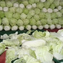 精品青杂三号白菜大白菜大量有货市场加工厂来电优惠进店选购