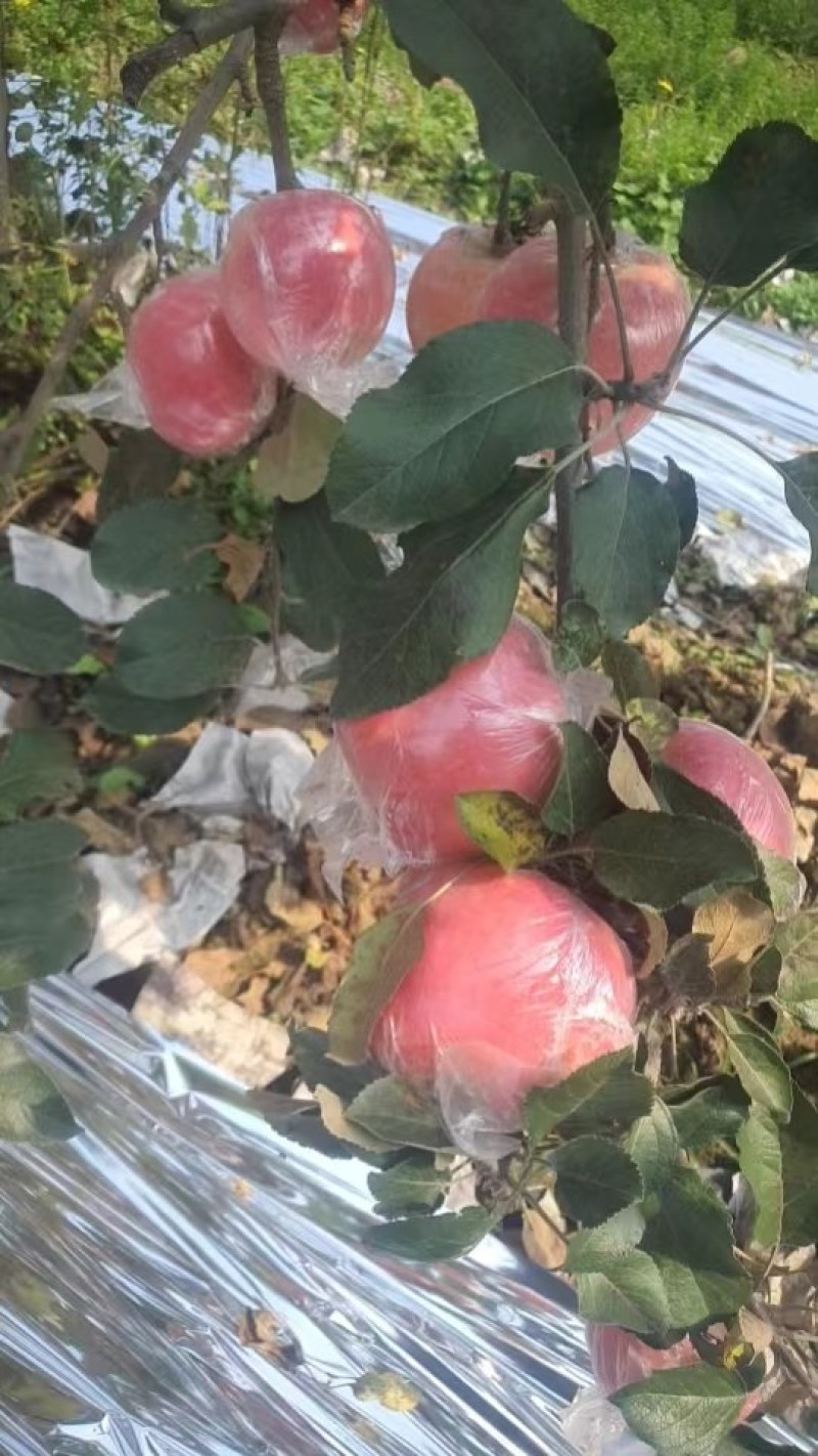纸加膜红富士