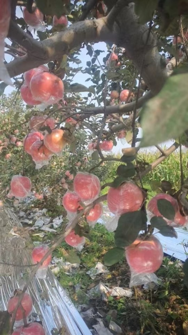 纸加膜红富士