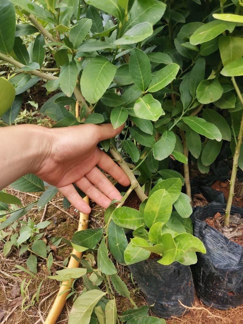 香水柠檬苗，包正宗假一赔十四季香水柠檬苗提供免费种植技术