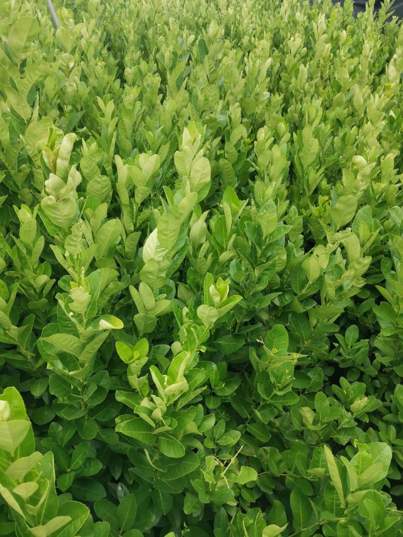 香水柠檬苗，包正宗假一赔十四季香水柠檬苗提供免费种植技术
