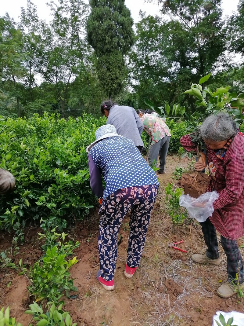 【推荐】四川纽荷尔脐橙苗公分苗土球苗可开检疫证欢迎咨询