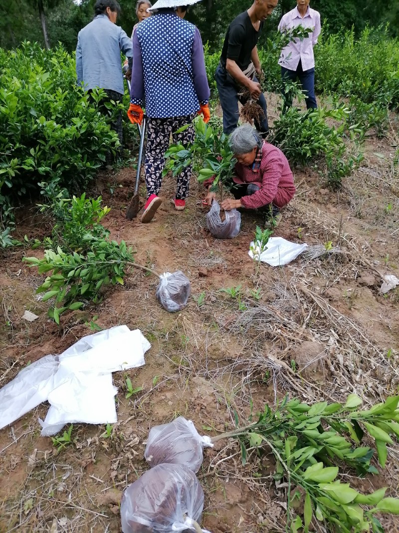 【推荐】四川纽荷尔脐橙苗公分苗土球苗可开检疫证欢迎咨询