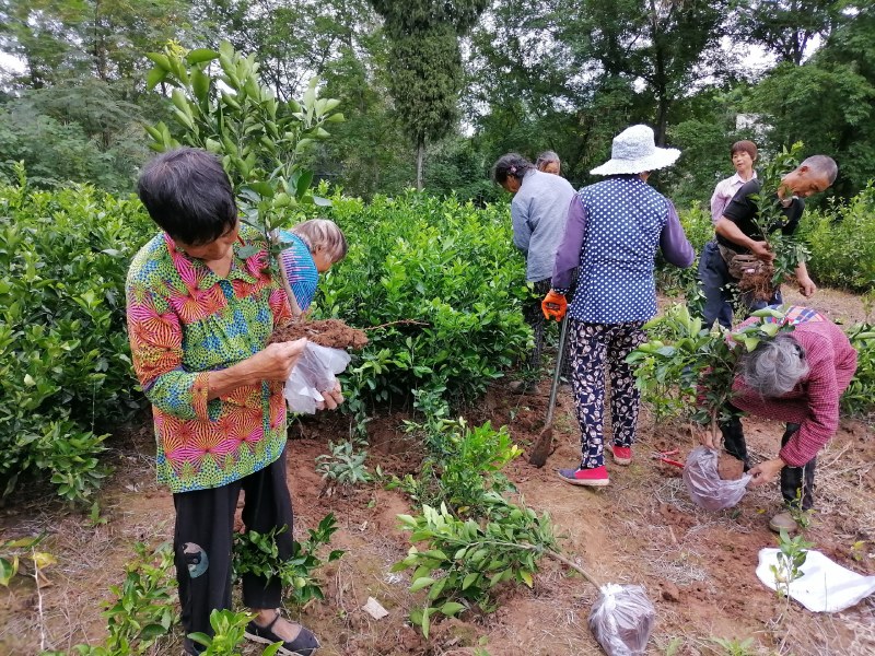 【推荐】四川纽荷尔脐橙苗公分苗土球苗可开检疫证欢迎咨询