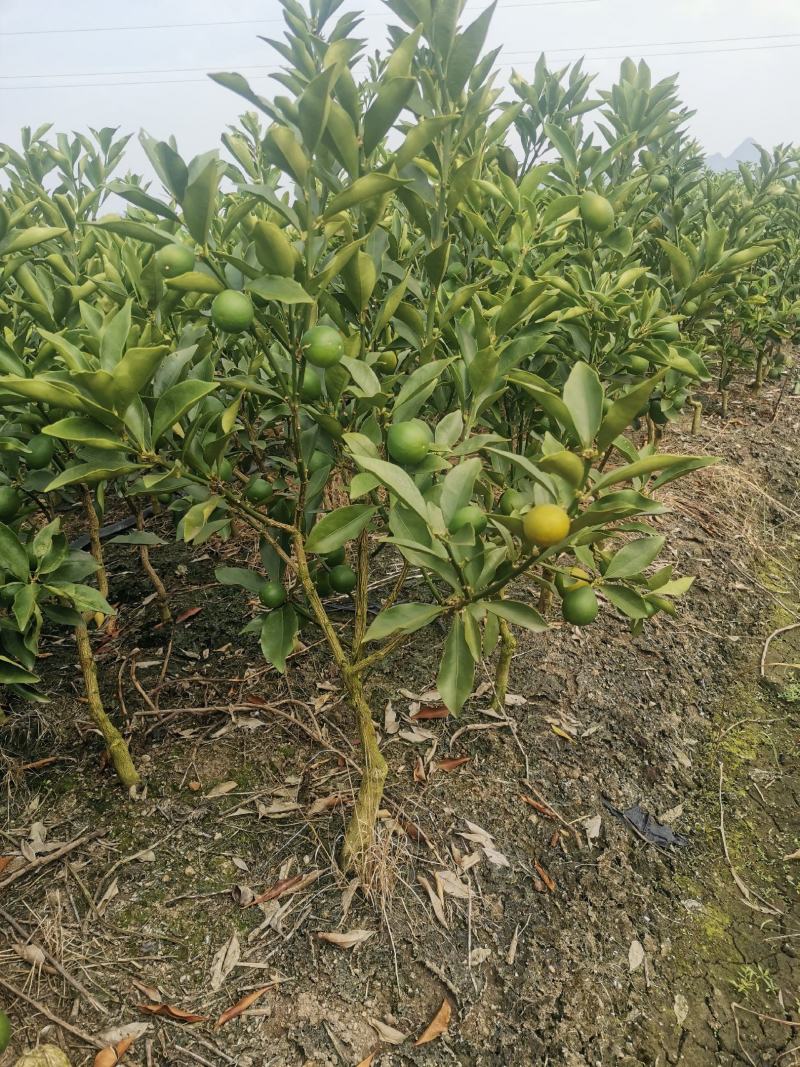 脆蜜金柑苗脆蜜金橘，正品假一赔十，果价高，提供免费种植