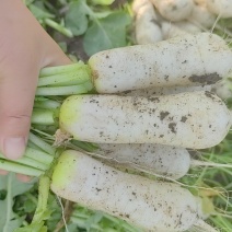 泡菜萝卜，青年萝卜，小伙子萝卜，神明萝卜，神童萝卜