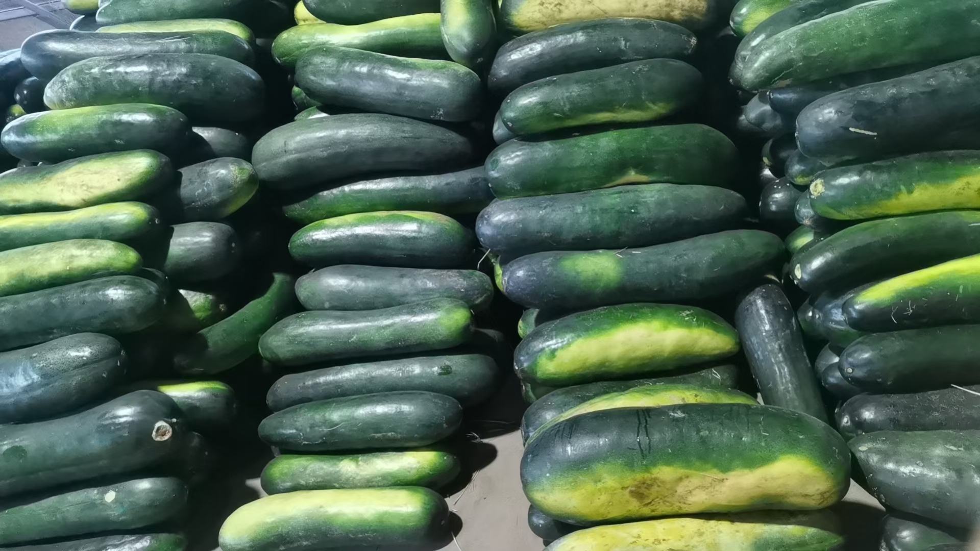 图片说明:超市货架上整齐摆放的黑皮冬瓜,标签标明产地与价格 黑皮冬瓜在超市货架上的展示