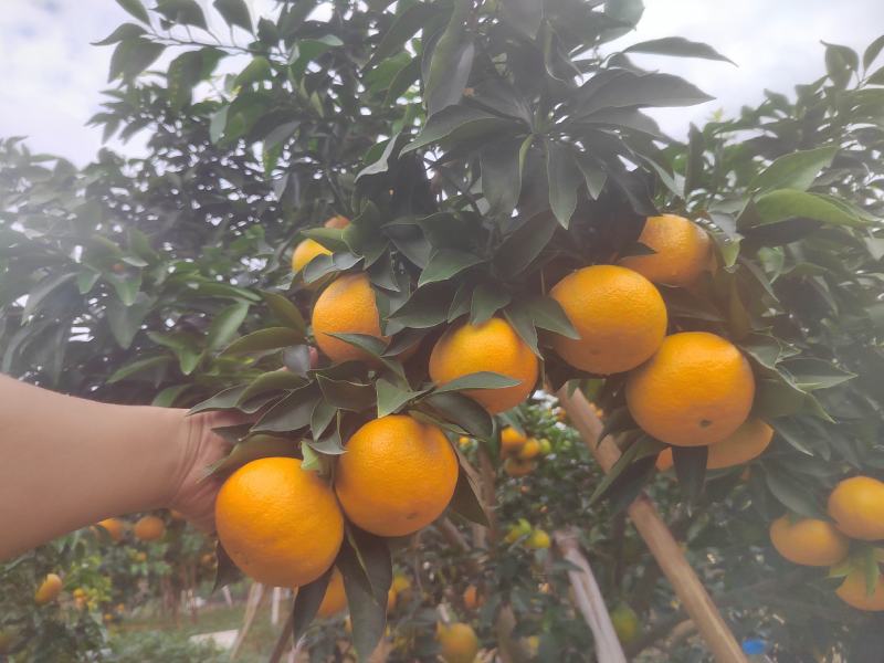 爱媛果冻橙