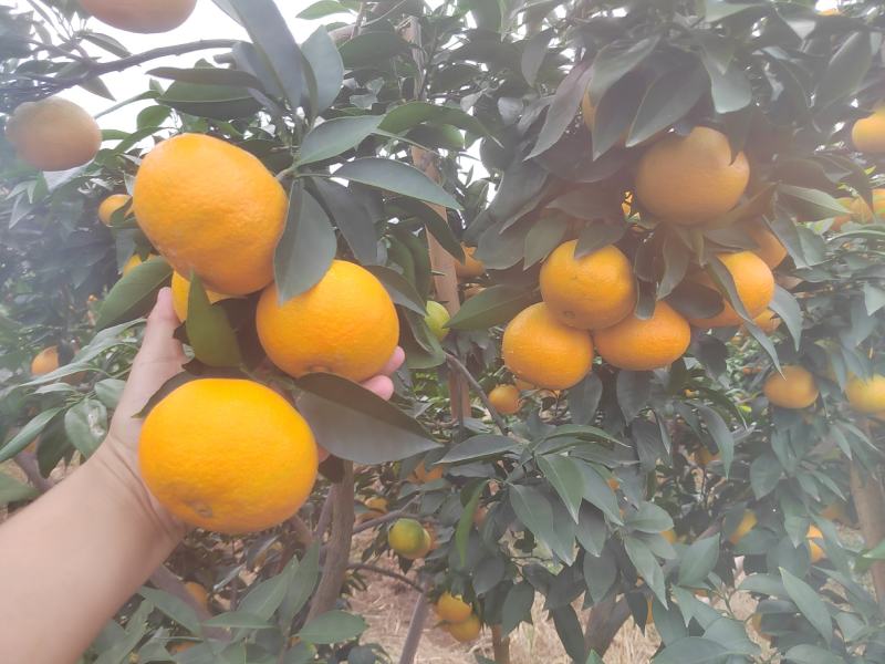 爱媛果冻橙