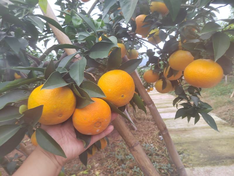 爱媛果冻橙