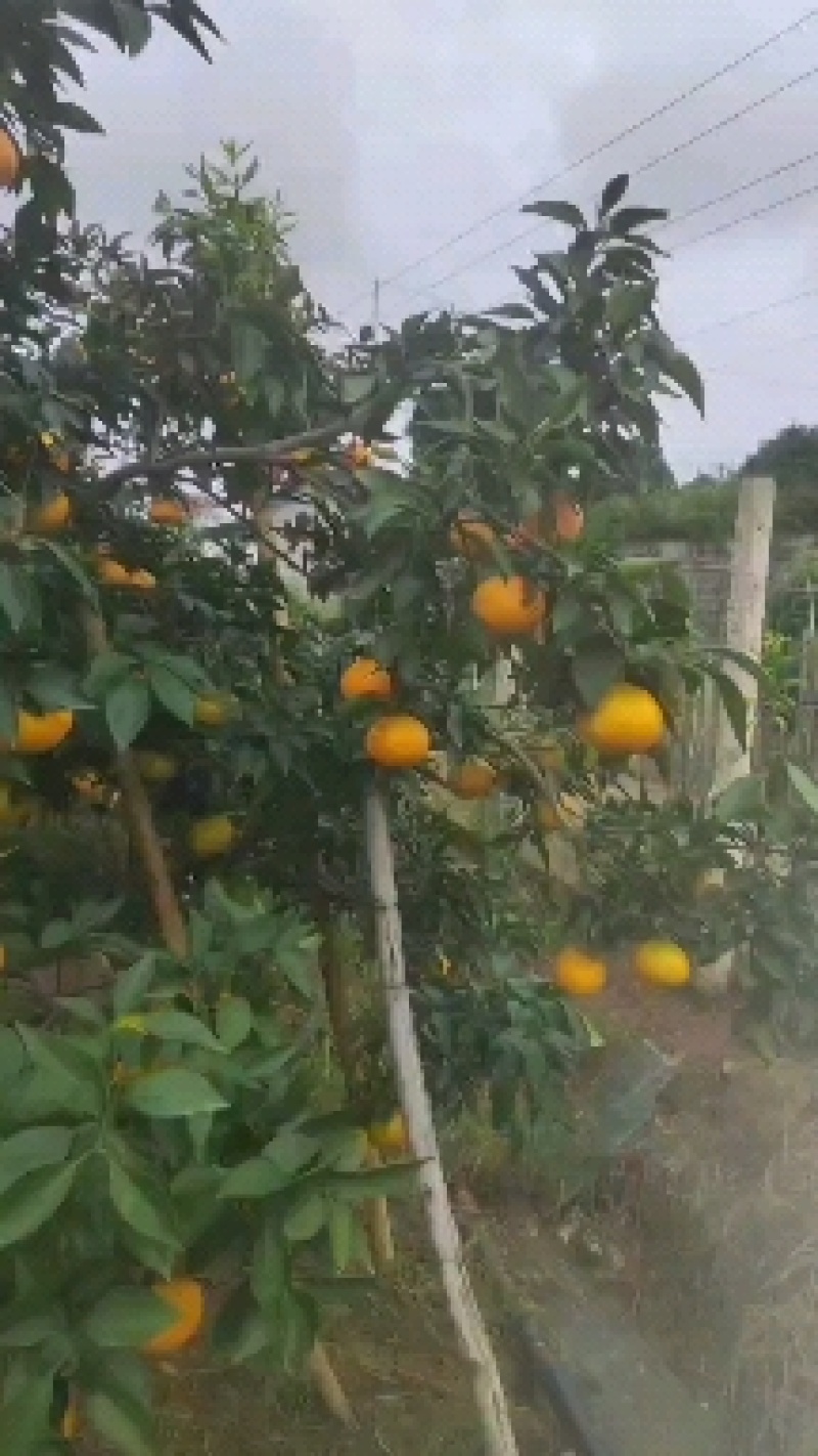 爱媛果冻橙