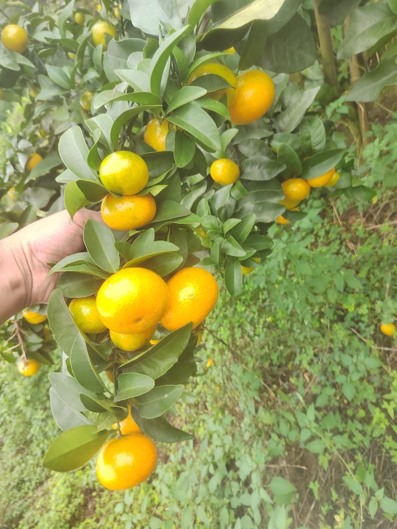 金秋沙糖桔