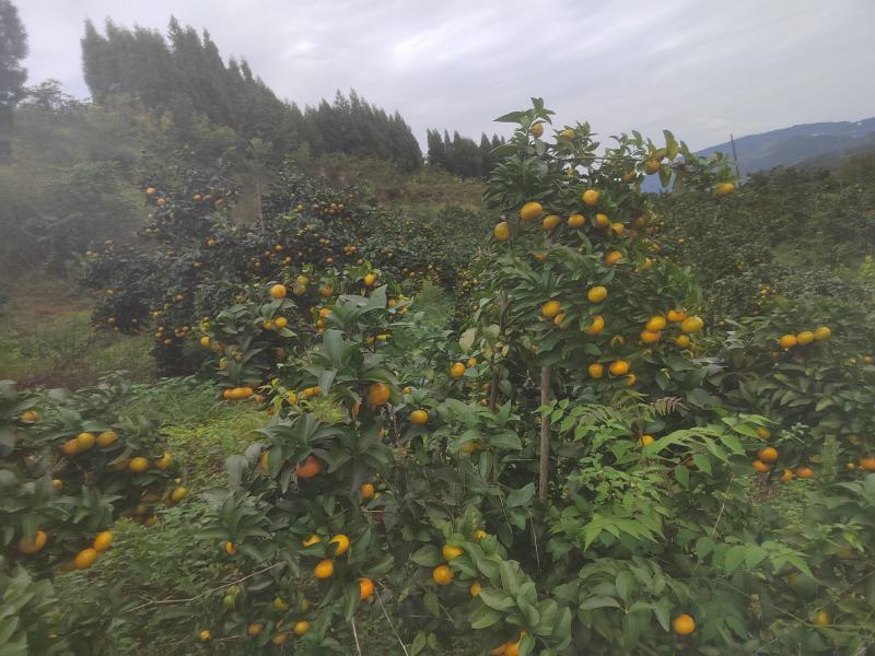 金秋沙糖桔
