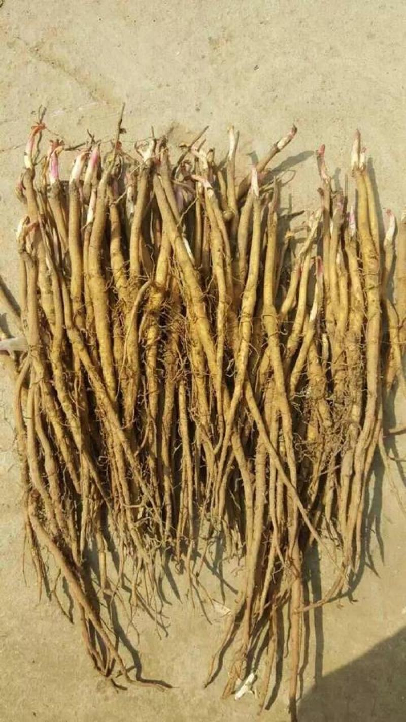 《热卖》油用牡丹苗1-2年苗产地一手货源