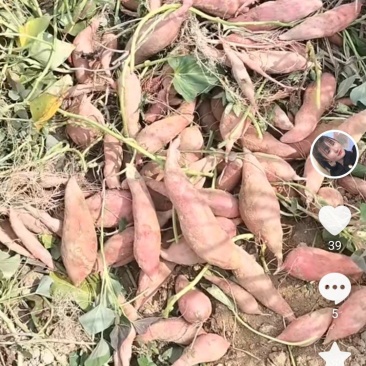 西瓜红红薯，软糯香甜，无筋无丝，