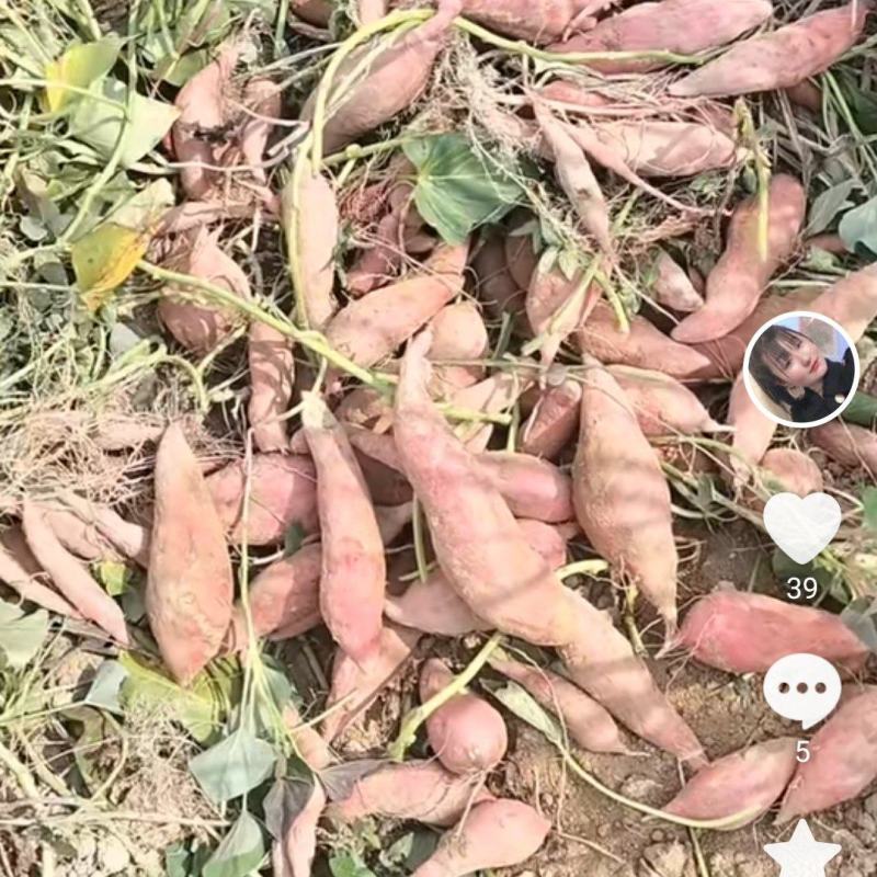 西瓜红红薯，软糯香甜，无筋无丝，