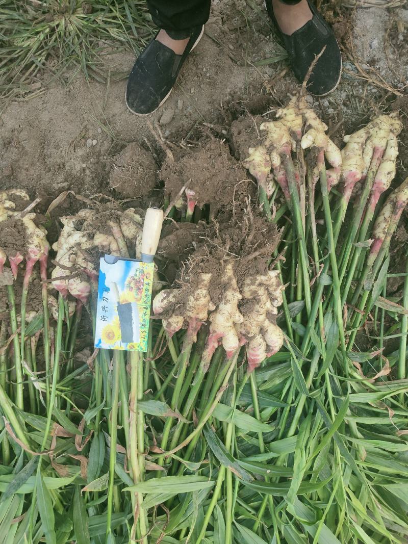 生姜产地直销，精品鲜姜，一手货源保质保量，