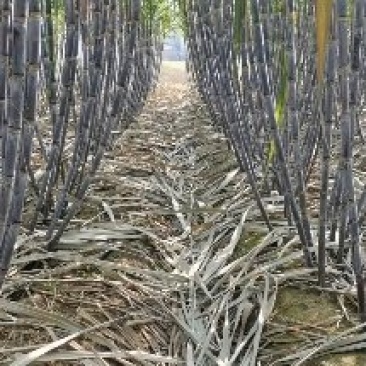 山东菏泽甘蔗