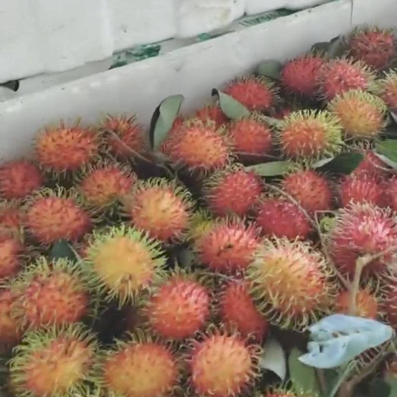 海南保亭红毛丹
