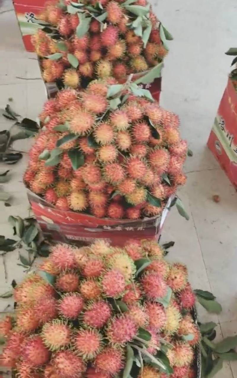 海南保亭红毛丹