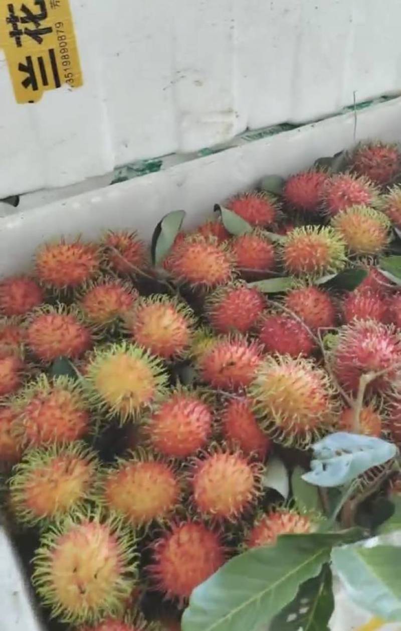 海南保亭红毛丹