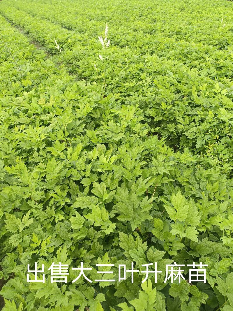 大三叶升麻苗种子