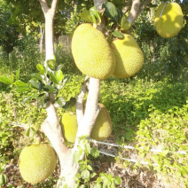 钦州菠萝蜜，有三千斤，有需要的老板私聊我