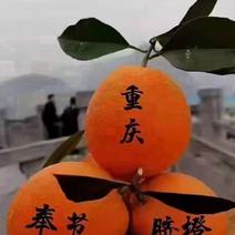 重庆.奉节脐橙、碰柑