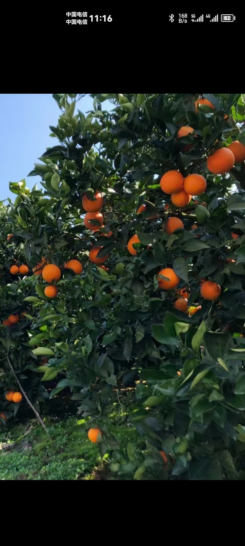 重庆.奉节脐橙、碰柑