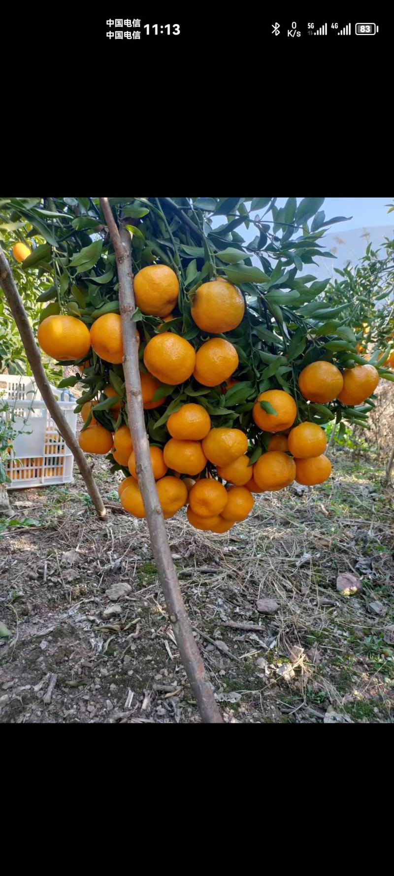 重庆.奉节脐橙、碰柑