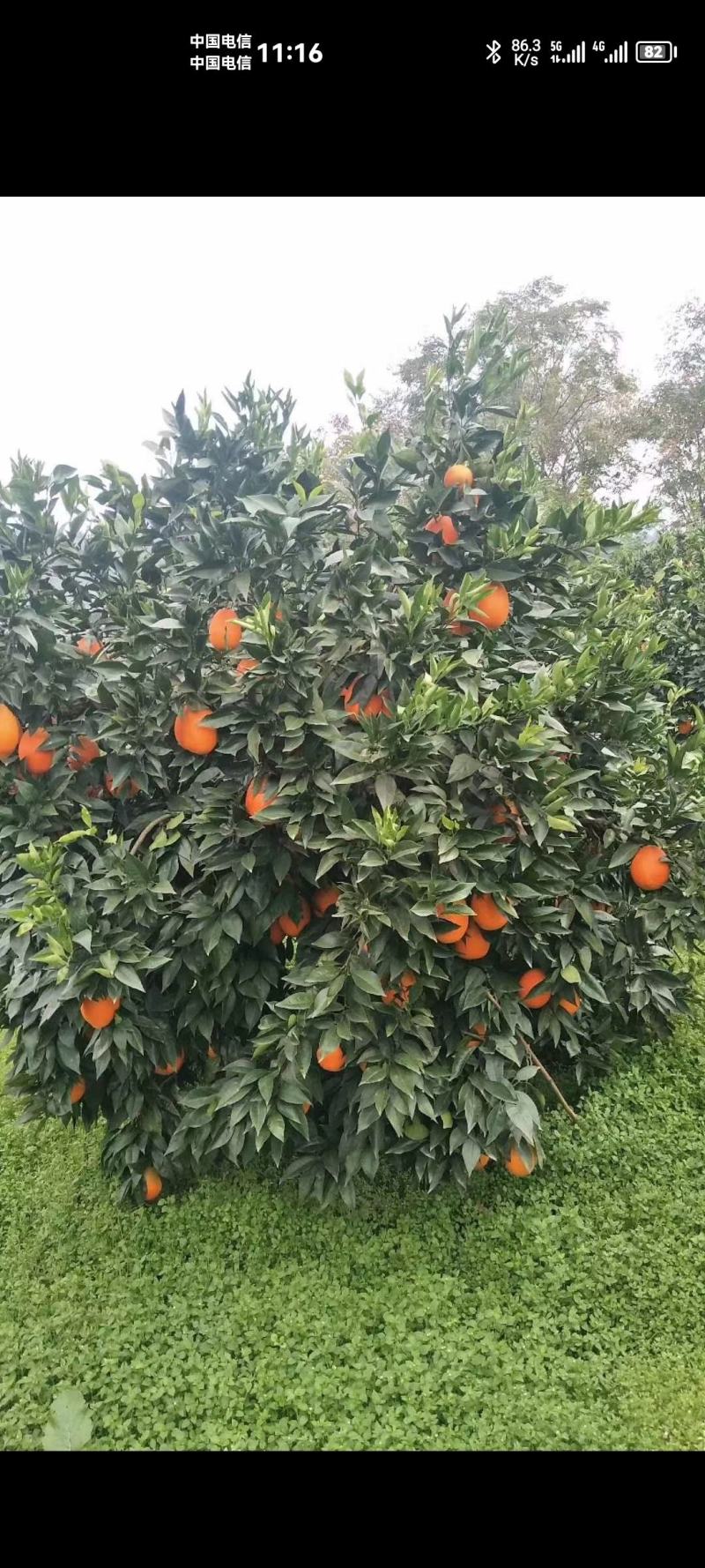 重庆.奉节脐橙、碰柑